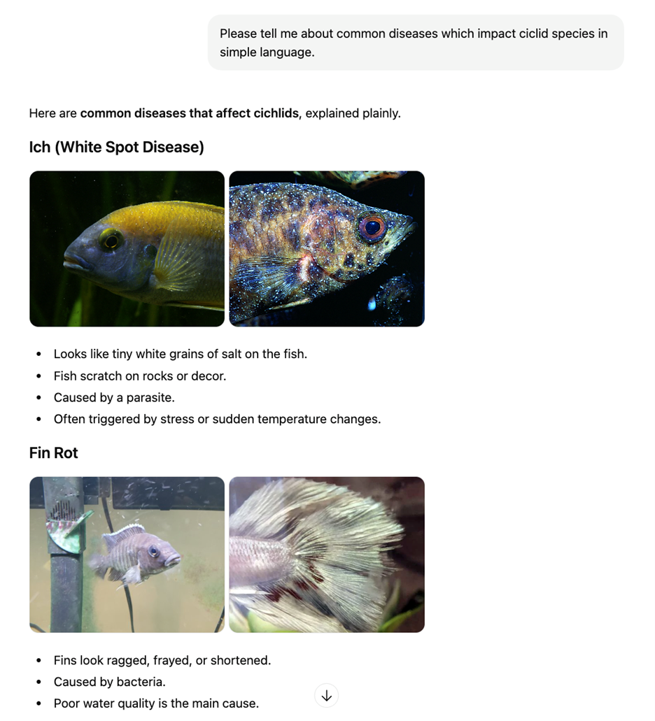 A conversation with ChatGPT starting with the prompt “Please tell me about common diseases which impact ciclid species in simple language” The response lists a number of diseases with images and descriptors, including Ich (White Spot Disease) and Fin Rot.