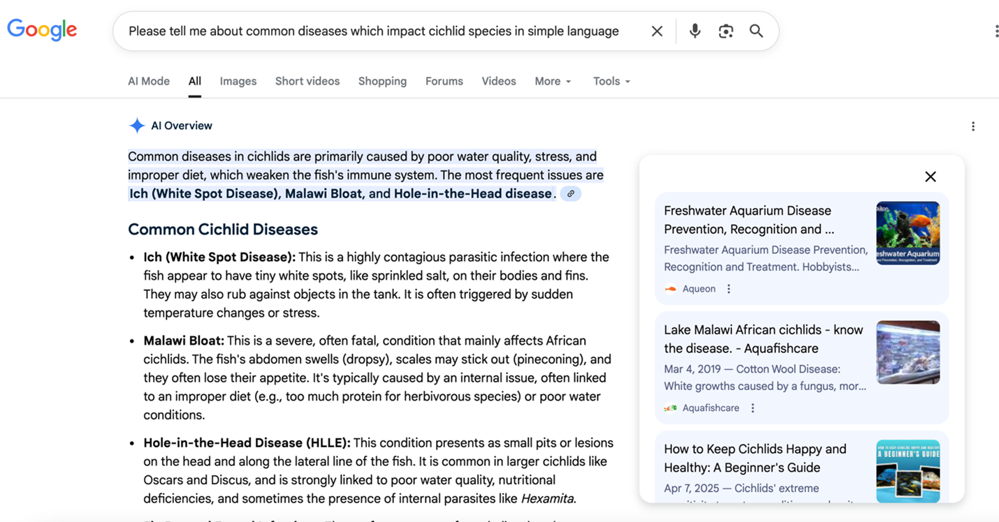 A Google web search for "Please tell me about common diseases which impact cichlid species in simple language" The responses start with an AI Overview:  "Common diseases in cichlids are primarily caused by poor water quality, stress, and improper diet, which weaken the fish's immune system. The most frequent issues are Ich (White Spot Disease), Malawi Bloat, and Hole-in-the-Head disease.